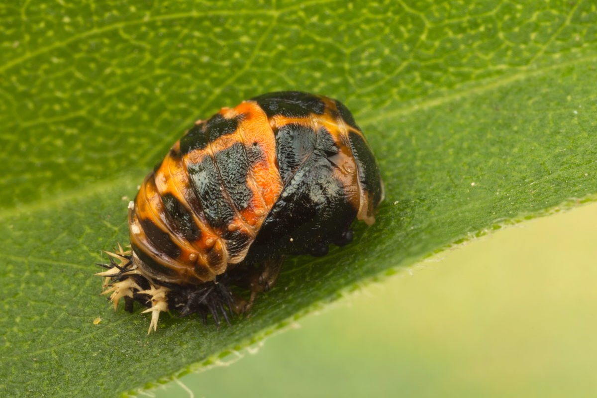 Harlequin Ladybird Pupa 1